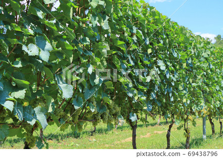 葡萄酒霞多麗 69438796