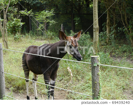 祖拉西亞·奧卡皮（Zurasia Okapi） 69439240