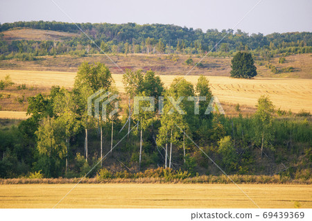 Yellow fields and green forest 69439369