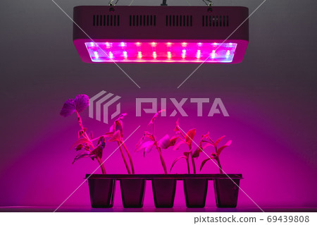 cucumber sprouts under led light grow lamp 69439808