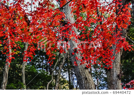 Autumn leaves maple like a doncho in a wooded area Autumn leaves maple like a doncho in a wooded area 69440472