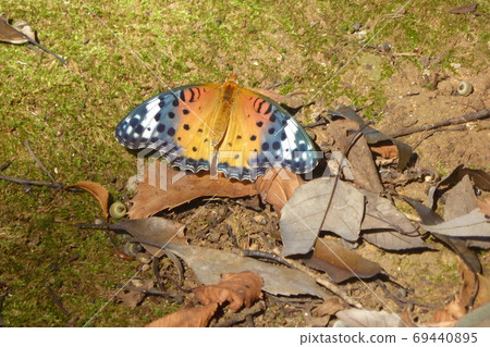 A butterfly that spreads its wings widely 69440895