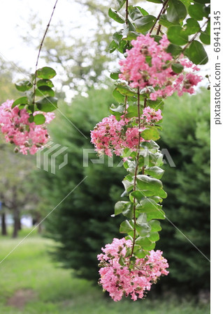 Pink salsberg Pink salsberg 69441345