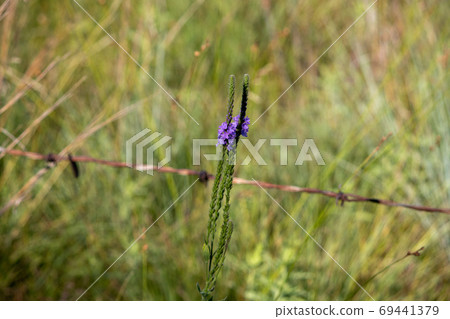 A close up of a purple Gayfeather flower in the wild of Nebraska A close up of a purple Gayfeather flower in the wild of Nebraska 69441379