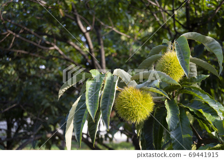 Chestnut / Tinea translucens with large branch tip Chestnut / Tinea translucens with large branch tip 69441915