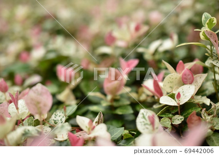 亞洲茉莉花用微距鏡頭拍攝 69442006