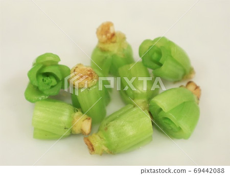 Vegetable waste that is thrown away Komatsuna stalk Vegetable waste that is thrown away Komatsuna stalk 69442088