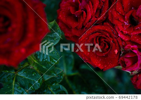 A rose of passion to get wet in the rain 69442178