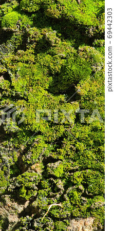 Moss 69442303