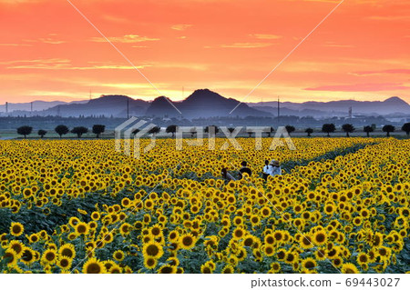 Sunset and sunflowers at Kasaoka Bay Farm, Kasaoka City, Okayama Prefecture Sunset and sunflowers at Kasaoka Bay Farm, Kasaoka City, Okayama Prefecture 69443027