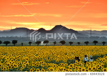 Sunset and sunflowers at Kasaoka Bay Farm, Kasaoka City, Okayama Prefecture Sunset and sunflowers at Kasaoka Bay Farm, Kasaoka City, Okayama Prefecture 69443028