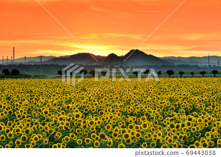 Sunset and sunflowers at Kasaoka Bay Farm, Kasaoka City, Okayama Prefecture Sunset and sunflowers at Kasaoka Bay Farm, Kasaoka City, Okayama Prefecture 69443038
