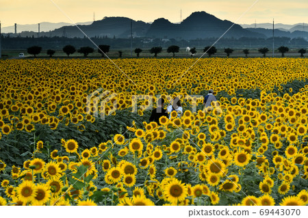 岡山縣Ka岡市Ka岡灣農場的日落和向日葵 69443070
