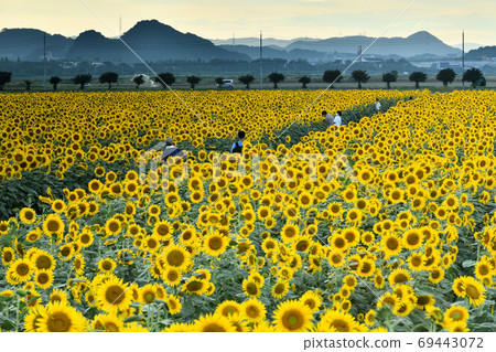 岡山縣岡岡市Ka岡灣農場的黃昏向日葵 69443072