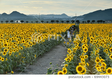 岡山縣Kasaoka市Kasaoka灣農場的黃昏向日葵 69443073