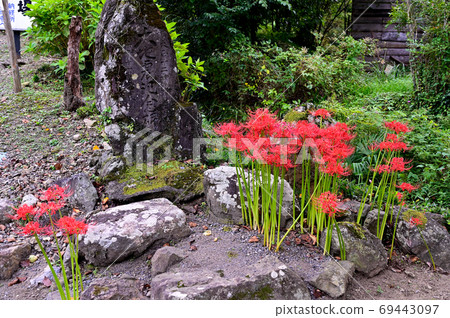 Cluster amaryllis of Fukutokuji Cluster amaryllis of Fukutokuji 69443097