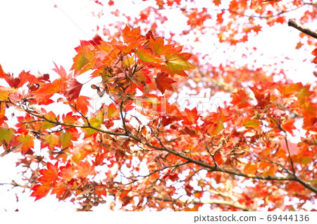 秋葉看法 秋葉看法 69444136