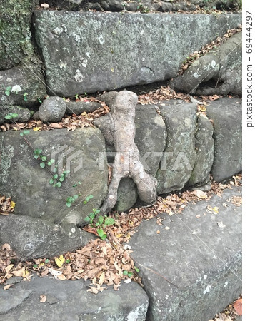 類人的樹根攀登石階 69444297