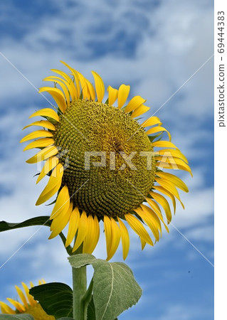 岡山縣Kasaoka市Kasaoka灣農場的向日葵（特寫） 69444383