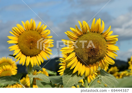 Sunflowers at Kasaoka Bay Farm, Kasaoka City, Okayama Prefecture (close-up) Sunflowers at Kasaoka Bay Farm, Kasaoka City, Okayama Prefecture (close-up) 69444387
