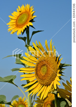 Sunflowers at Kasaoka Bay Farm, Kasaoka City, Okayama Prefecture (close-up) Sunflowers at Kasaoka Bay Farm, Kasaoka City, Okayama Prefecture (close-up) 69444396