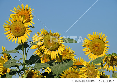 Sunflowers at Kasaoka Bay Farm, Kasaoka City, Okayama Prefecture (close-up) 69444407