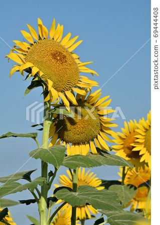 Sunflowers at Kasaoka Bay Farm, Kasaoka City, Okayama Prefecture (close-up) Sunflowers at Kasaoka Bay Farm, Kasaoka City, Okayama Prefecture (close-up) 69444408