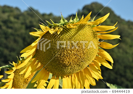 Sunflowers at Kasaoka Bay Farm, Kasaoka City, Okayama Prefecture (close-up) 69444419