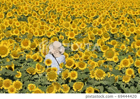 Sunflowers at Kasaoka Bay Farm, Kasaoka City, Okayama Prefecture Sunflowers at Kasaoka Bay Farm, Kasaoka City, Okayama Prefecture 69444420