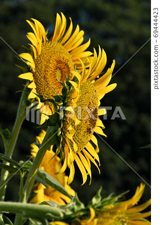 Sunflowers at Kasaoka Bay Farm, Kasaoka City, Okayama Prefecture (close-up) Sunflowers at Kasaoka Bay Farm, Kasaoka City, Okayama Prefecture (close-up) 69444423