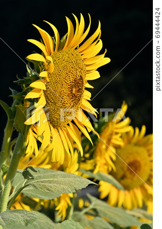 Sunflowers at Kasaoka Bay Farm, Kasaoka City, Okayama Prefecture (close-up) Sunflowers at Kasaoka Bay Farm, Kasaoka City, Okayama Prefecture (close-up) 69444424