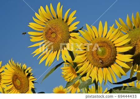 Sunflowers at Kasaoka Bay Farm, Kasaoka City, Okayama Prefecture (close-up) Sunflowers at Kasaoka Bay Farm, Kasaoka City, Okayama Prefecture (close-up) 69444433
