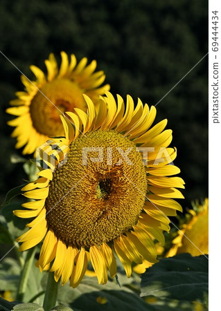 Sunflowers at Kasaoka Bay Farm, Kasaoka City, Okayama Prefecture (close-up) Sunflowers at Kasaoka Bay Farm, Kasaoka City, Okayama Prefecture (close-up) 69444434