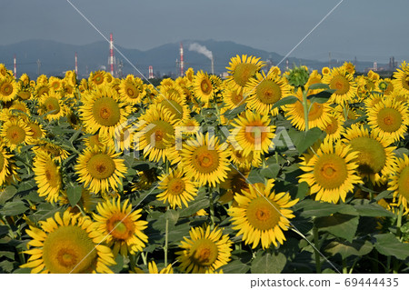 Sunflowers at Kasaoka Bay Farm, Kasaoka City, Okayama Prefecture (close-up) Sunflowers at Kasaoka Bay Farm, Kasaoka City, Okayama Prefecture (close-up) 69444435