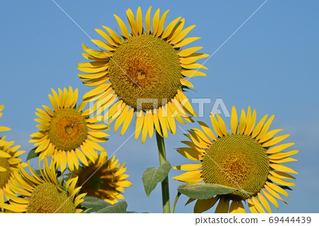 Sunflowers at Kasaoka Bay Farm, Kasaoka City, Okayama Prefecture (close-up) 69444439