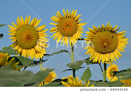 Sunflowers at Kasaoka Bay Farm, Kasaoka City, Okayama Prefecture (close-up) 69444440