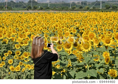 Sunflowers at Kasaoka Bay Farm, Kasaoka City, Okayama Prefecture Sunflowers at Kasaoka Bay Farm, Kasaoka City, Okayama Prefecture 69444460