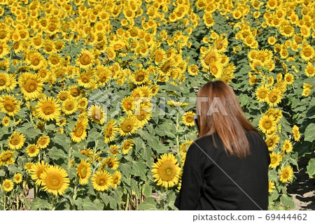 Sunflowers at Kasaoka Bay Farm, Kasaoka City, Okayama Prefecture 69444462