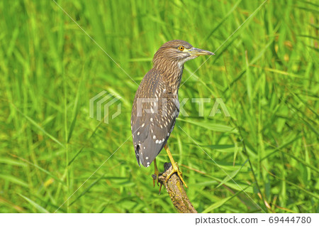 Waterside night heron chick Waterside night heron chick 69444780