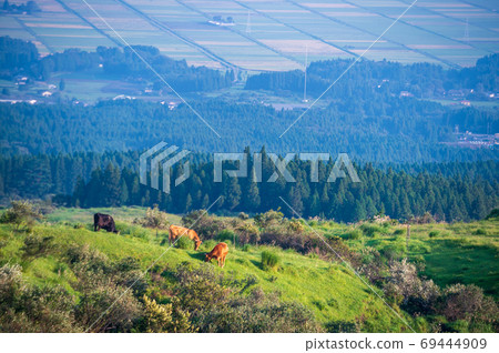 Beef grazing and growing in the great nature of Aso Gogaku 69444909