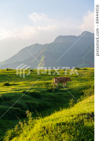 麻生五穀的自然風光中放牧和生長的牛肉 69444916