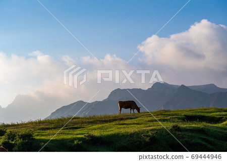 Beef grazing and growing in the great nature of Aso Gogaku Beef grazing and growing in the great nature of Aso Gogaku 69444946