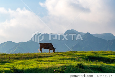 Beef grazing and growing in the great nature of Aso Gogaku 69444947