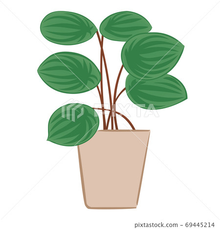 Peperomia of foliage plants (vector illustration) 69445214