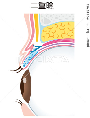 Double eyelid structure eyelid cross section Double eyelid structure eyelid cross section 69445763