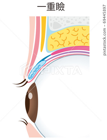 Single eyelid structure Eyelid cross section Single eyelid structure Eyelid cross section 69445897
