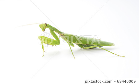 White-tailed Mantis White-tailed Mantis 69446009