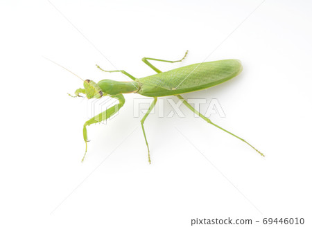 White-tailed Mantis White-tailed Mantis 69446010
