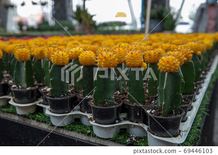 Asia, Bangkok, Thailand, Backgrounds, Beauty 69446103