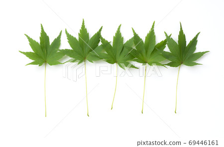 Green autumn leaves 69446161